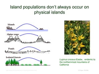 Island populations don’t always occur on
physical islands
© Project SOUNDhttp://hosho.ees.hokudai.ac.jp/~tsuyu/top/dct/island.html
http://en.wikipedia.org/wiki/Lupinus_croceus
Lupinus croceus Eastw., endemic to
the northernmost mountains of
California
 