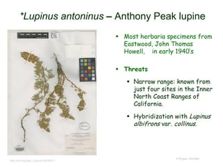 *Lupinus antoninus – Anthony Peak lupine
 Most herbaria specimens from
Eastwood, John Thomas
Howell, in early 1940’s
 Threats
 Narrow range: known from
just four sites in the Inner
North Coast Ranges of
California.
 Hybridization with Lupinus
albifrons var. collinus.
© Project SOUND
http://eol.org/data_objects/20029071
 