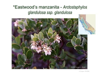 *Eastwood’s manzanita - Arctostaphylos
glandulosa ssp. glandulosa
© Project SOUND
©2004 Doreen L. Smith
 