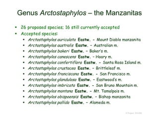 Genus Arctostaphylos – the Manzanitas
 26 proposed species; 16 still currently accepted
 Accepted species:
 Arctostaphylos auriculata Eastw. - Mount Diablo manzanita
 Arctostaphylos australis Eastw. – Australian m.
 Arctostaphylos bakeri Eastw. – Baker’s m.
 Arctostaphylos canescens Eastw. – Hoary m.
 Arctostaphylos confertiflora Eastw. - Santa Rosa Island m.
 Arctostaphylos crustacea Eastw. – Brittleleaf m.
 Arctostaphylos franciscana Eastw. - San Francisco m.
 Arctostaphylos glandulosa Eastw. – Eastwood’s m.
 Arctostaphylos imbricata Eastw. - San Bruno Mountain m.
 Arctostaphylos montana Eastw. - Mt. Tamalpais m.
 Arctostaphylos obispoensis Eastw. – Bishop manzanita
 Arctostaphylos pallida Eastw. – Alameda m.
© Project SOUND
 