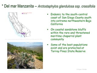  Endemic to the south-central
coast of San Diego County south
into extreme northwestern Baja
California
 On coastal sandstone bluffs
within the rare and threatened
maritime chaparral plant
community
 Some of the best populations
exist and are protected at
Torrey Pines State Reserve
© Project SOUND
http://ucjeps.berkeley.edu/cgi-bin/get_JM_treatment.pl?3449,3454,3470,3472
http://www.plantscomprehensive.com/sandiegonatives-blog?page=3
* Del mar Manzanita – Arctostaphylos glandulosa ssp. crassifolia
 