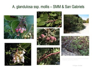 A. glandulosa ssp. mollis – SMM & San Gabriels
© Project SOUND
http://www.researchlearningcenter.com/bloom/species/Arc
tostaphylos_glandulosa_mollis.htm
 