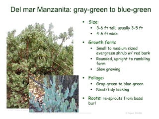 © Project SOUND
Del mar Manzanita: gray-green to blue-green
 Size:
 3-6 ft tall; usually 3-5 ft
 4-6 ft wide
 Growth form:
 Small to medium sized
evergreen shrub w/ red bark
 Rounded, upright to rambling
form
 Slow growing
 Foliage:
 Gray-green to blue-green
 Neat/tidy looking
 Roots: re-sprouts from basal
burl
© 2007 Charles E. Jones
http://www.laspilitas.com/nature-of-california/plants/arctostaphylos-glandulosa-ssp-crassifolia
 