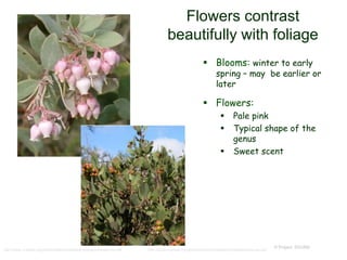 © Project SOUND
Flowers contrast
beautifully with foliage
 Blooms: winter to early
spring – may be earlier or
later
 Flowers:
 Pale pink
 Typical shape of the
genus
 Sweet scent
http://www.cnpssd.org/plantlistpdfs/arctostaphylosglandulosacras.pdf http://www.cnpssd.org/plantlistpdfs/arctostaphylosglandulosacras.pdf
 