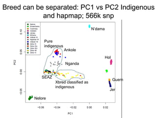 Unlocking the potential of admix local dairy cattle populations: The opportunities and frameworks for increased milk production in low input production systems