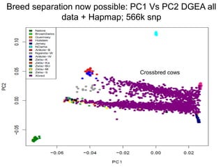 Unlocking the potential of admix local dairy cattle populations: The opportunities and frameworks for increased milk production in low input production systems