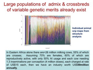 Unlocking the potential of admix local dairy cattle populations: The opportunities and frameworks for increased milk production in low input production systems