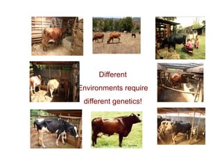 Unlocking the potential of admix local dairy cattle populations: The opportunities and frameworks for increased milk production in low input production systems