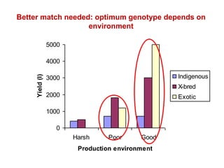 Unlocking the potential of admix local dairy cattle populations: The opportunities and frameworks for increased milk production in low input production systems