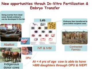 Unlocking the potential of admix local dairy cattle populations: The opportunities and frameworks for increased milk production in low input production systems