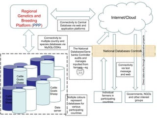 Unlocking the potential of admix local dairy cattle populations: The opportunities and frameworks for increased milk production in low input production systems