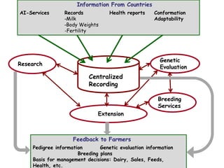 Unlocking the potential of admix local dairy cattle populations: The opportunities and frameworks for increased milk production in low input production systems