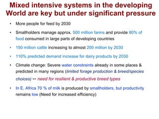 Unlocking the potential of admix local dairy cattle populations: The opportunities and frameworks for increased milk production in low input production systems