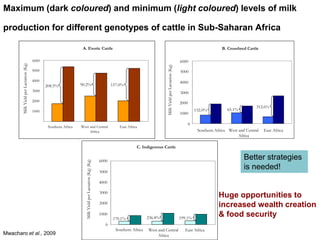 Unlocking the potential of admix local dairy cattle populations: The opportunities and frameworks for increased milk production in low input production systems