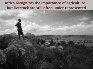 Opportunities for a sustainable and competitive livestock sector in Africa