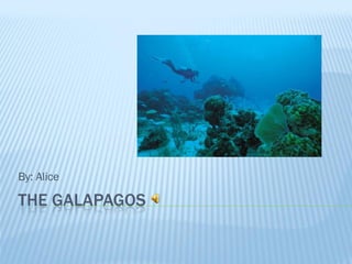 By: Alice

THE GALAPAGOS
 