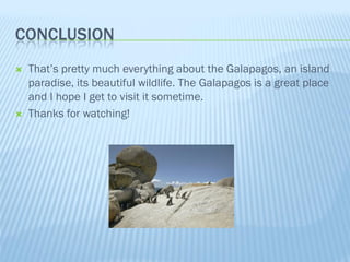 CONCLUSION
   That’s pretty much everything about the Galapagos, an island
    paradise, its beautiful wildlife. The Galapagos is a great place
    and I hope I get to visit it sometime.
   Thanks for watching!
 