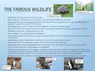 THE FAMOUS WILDLIFE                                                                       Galapagos green turtle

                                                         Galapagos Tortoise
       Galápagos land iguanas, Conolophus spp.
       Marine iguana, Amblyrhynchus cristatus, the only iguana feeding in the sea
       Galápagos tortoise (Galápagos giant tortoise), Geochelone elephantopus, known as Galápagos in
        Spanish, it gave the name to the islands
       Galápagos green turtle, Chelonia mydas agassisi, a type of the green turtle
       Sea cucumbers, the cause of environmental battles with fishermen over this expensive seafood
       Flightless cormorant, Phalacrocorax harrisi
       Great frigatebird and magnificent frigatebird
       Blue-footed booby, Sula nebouxii, popular among visitors for their large blue feet winch they show off
        in courtship
       Galápagos penguin, Spheniscus mendiculus, the only living tropical penguin
       Waved albatross, Phoebastria irrorata, the only living tropical albatross
       Galápagos hawk, Buteo galapagoensis, the islands' main scavenger and "environmental police"
       Four common species of Galápagos mockingbirds
       Thirteen endemic species of tanagers, popularly called Darwin's finches. Among them is the sharp-
        beaked ground finch Geospiza difficilis septentrionalis which is sometimes called the "vampire finch"
        for its blood-sucking habits, and the tool-using woodpecker finch, Camarhynchus pallidus
       Galápagos sea lions, Zalophus wollebaeki, closely related to the California sea lion, but smaller
                                                      Marine Iguana
                                                                                           Galapagos
                                                                                           Penguin


Blue- footed
booby
 