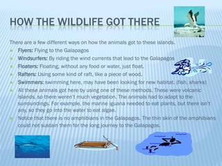 HOW THE WILDLIFE GOT THERE
There are a few different ways on how the animals got to these islands.
 Flyers: Flying to the Galapagos

 Windsurfers: By riding the wind currents that lead to the Galapagos

 Floaters: Floating, without any food or water, just float.

 Rafters: Using some kind of raft, like a piece of wood.

 Swimmers: swimming here, may have been looking for new habitat. (fish, sharks)

 All these animals got here by using one of these methods. These were volcanic
   islands, so there weren’t much vegetation. The animals had to adapt to the
   surroundings. For example, the marine iguana needed to eat plants, but there isn’t
   any, so they go into the water to eat algae.
 Notice that there is no amphibians in the Galapagos. The thin skin of the amphibians
   could not sustain them for the long journey to the Galapagos.
 