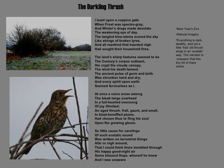 Literary analysis of the darkling thrush