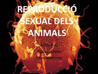REPRODUCCIÓ
 SEXUAL DELS
   ANIMALS
      Alícia Pou
    Raquel López
   Irene Martínez
 