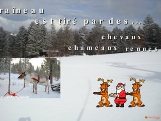 Le  traîneau   est tiré par des... chevaux chameaux rennes 