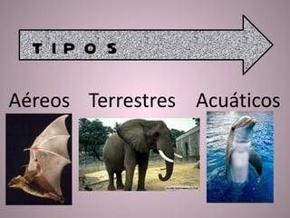 Aéreos Acuáticos Terrestres T I P O S 