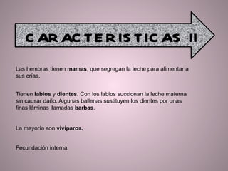  Las hembras tienen mamas , que segregan la leche para alimentar a sus crías.  Tienen labios  y dientes . Con los labios succionan la leche materna sin causar daño. Algunas ballenas sustituyen los dientes por unas finas láminas llamadas barbas .  La mayoría son vivíparos.  Fecundación interna. CARACTERISTICAS II 