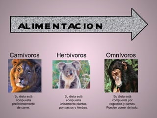 Carnívoros Herbívoros Omnívoros Su dieta está compuesta preferentemente de carne. Su dieta está compuesta únicamente plantas, por pastos y hierbas. Su dieta está compuesta por vegetales y carnes. Pueden comer de todo. ALIMENTACION 
