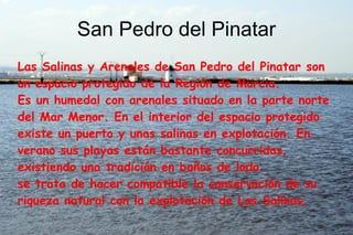 San Pedro del Pinatar
Las Salinas y Arenales de San Pedro del Pinatar son
un espacio protegido de la Región de Murcia.
Es un humedal con arenales situado en la parte norte
del Mar Menor. En el interior del espacio protegido
existe un puerto y unas salinas en explotación. En
verano sus playas están bastante concurridas,
existiendo una tradición en baños de lodo.
se trata de hacer compatible la conservación de su
riqueza natural con la explotación de Las Salinas.
 