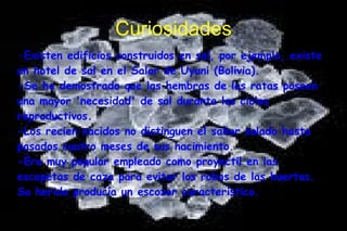 Curiosidades
-Existen edificios construidos en sal, por ejemplo, existe
un hotel de sal en el Salar de Uyuni (Bolivia).
-Se ha demostrado que las hembras de las ratas poseen
una mayor 'necesidad' de sal durante los ciclos
reproductivos.
-Los recien nacidos no distinguen el sabor salado hasta
pasados cuatro meses de sus nacimiento.
-Era muy popular empleado como proyectil en las
escopetas de caza para evitar los robos de las huertas.
Su herida producía un escozor característico.
 