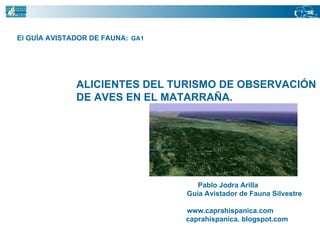 El GUÍA AVISTADOR DE FAUNA:   GA1  Pablo Jodra Arilla  Guía Avistador de Fauna Silvestre www.caprahispanica.com caprahispanica. blogspot.com ALICIENTES DEL TURISMO DE OBSERVACIÓN  DE AVES EN EL MATARRAÑA. 