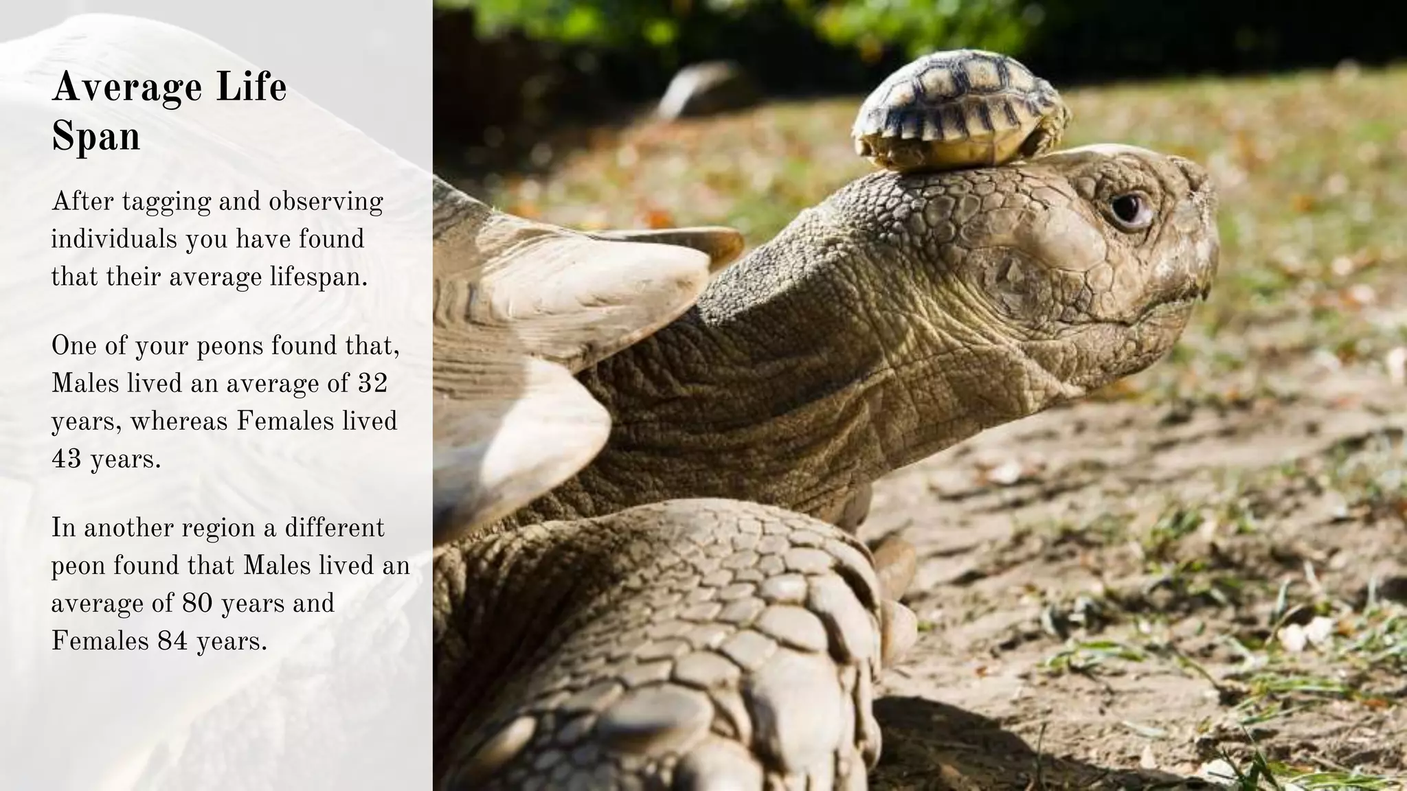 Average Life
Span
After tagging and observing
individuals you have found
that their average lifespan.
One of your peons found that,
Males lived an average of 32
years, whereas Females lived
43 years.
In another region a different
peon found that Males lived an
average of 80 years and
Females 84 years.
 