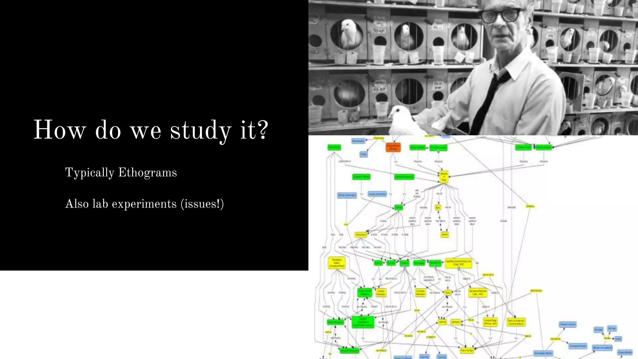 How do we study it?
Typically Ethograms
Also lab experiments (issues!)
 