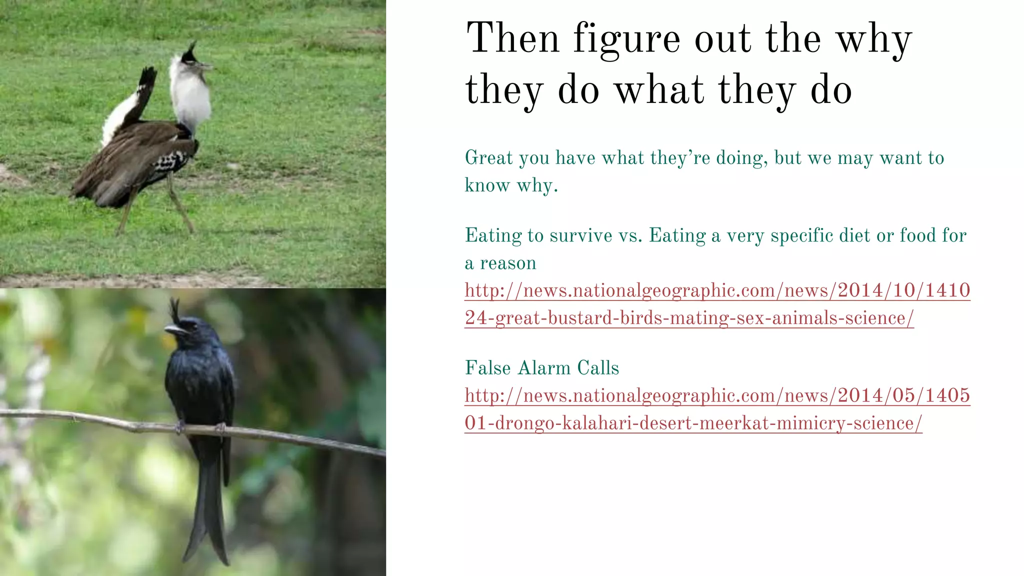 Then figure out the why
they do what they do
Great you have what they’re doing, but we may want to
know why.
Eating to survive vs. Eating a very specific diet or food for
a reason
http://news.nationalgeographic.com/news/2014/10/1410
24-great-bustard-birds-mating-sex-animals-science/
False Alarm Calls
http://news.nationalgeographic.com/news/2014/05/1405
01-drongo-kalahari-desert-meerkat-mimicry-science/
 