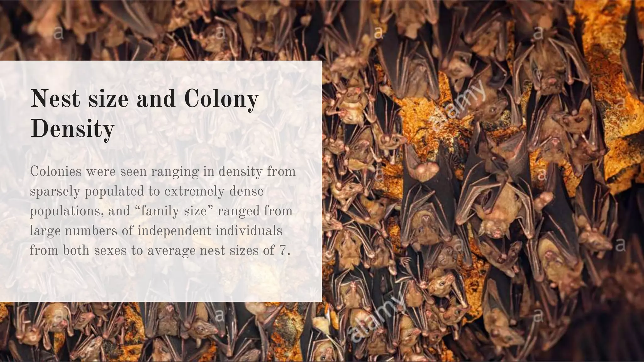 Nest size and Colony
Density
Colonies were seen ranging in density from
sparsely populated to extremely dense
populations, and “family size” ranged from
large numbers of independent individuals
from both sexes to average nest sizes of 7.
 