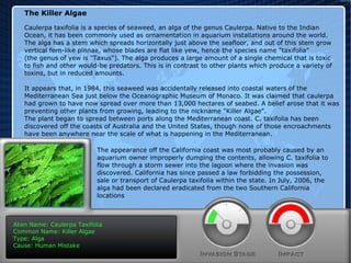 Alien Name: Caulerpa Taxifolia Common Name: Killer Algae Type: Alga Cause: Human Mistake The Killer Algae Caulerpa taxifolia is a species of seaweed, an alga of the genus Caulerpa. Native to the Indian  Ocean, it has been commonly used as ornamentation in aquarium installations around the world.  The alga has a stem which spreads horizontally just above the seafloor, and out of this stem grow  vertical fern-like pinnae, whose blades are flat like yew, hence the species name "taxifolia"  (the genus of yew is "Taxus"). The alga produces a large amount of a single chemical that is toxic  to fish and other would-be predators. This is in contrast to other plants which produce a variety of  toxins, but in reduced amounts. It appears that, in 1984, this seaweed was accidentally released into coastal waters of the  Mediterranean Sea just below the Oceanographic Museum of Monaco. It was claimed that caulerpa  had grown to have now spread over more than 13,000 hectares of seabed. A belief arose that it was  preventing other plants from growing, leading to the nickname "Killer Algae".  The plant began to spread between ports along the Mediterranean coast. C. taxifolia has been  discovered off the coasts of Australia and the United States, though none of those encroachments  have been anywhere near the scale of what is happening in the Mediterranean. The appearance off the California coast was most probably caused by an aquarium owner improperly dumping the contents, allowing C. taxifolia to flow through a storm sewer into the lagoon where the invasion was discovered. California has since passed a law forbidding the possession,  sale or transport of Caulerpa taxifolia within the state. In July, 2006, the alga had been declared eradicated from the two Southern California locations 
