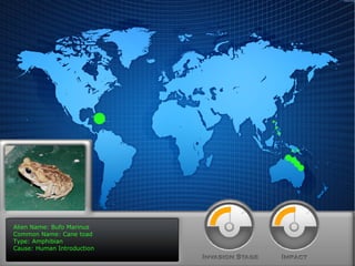Alien Name: Bufo Marinus Common Name: Cane toad Type: Amphibian Cause: Human Introduction 