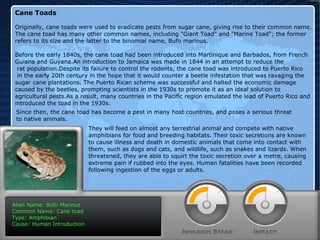 Alien Name: Heracleum mantegazzianum Common Name: Giant Hogweed Type: Plant Cause: Human Introduction Alien Name: Bufo Marinus Common Name: Cane toad Type: Amphibian Cause: Human Introduction Cane Toads Originally, cane toads were used to eradicate pests from sugar cane, giving rise to their common name.  The cane toad has many other common names, including "Giant Toad" and "Marine Toad"; the former  refers to its size and the latter to the binomial name, Bufo marinus.  Before the early 1840s, the cane toad had been introduced into Martinique and Barbados, from French  Guiana and Guyana.An introduction to Jamaica was made in 1844 in an attempt to reduce the rat population.Despite its failure to control the rodents, the cane toad was introduced to Puerto Rico in the early 20th century in the hope that it would counter a beetle infestation that was ravaging the  sugar cane plantations. The Puerto Rican scheme was successful and halted the economic damage  caused by the beetles, prompting scientists in the 1930s to promote it as an ideal solution to  agricultural pests.As a result, many countries in the Pacific region emulated the lead of Puerto Rico and introduced the toad in the 1930s. Since then, the cane toad has become a pest in many host countries, and poses a serious threat  to native animals. They will feed on almost any terrestrial animal and compete with native amphibians for food and breeding habitats. Their toxic secretions are known to cause illness and death in domestic animals that come into contact with them, such as dogs and cats, and wildlife, such as snakes and lizards. When threatened, they are able to squirt the toxic secretion over a metre, causing extreme pain if rubbed into the eyes. Human fatalities have been recorded following ingestion of the eggs or adults. 