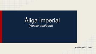 Àliga imperial
(Aquila adalberti)

Nahuel Pérez Catalá

 