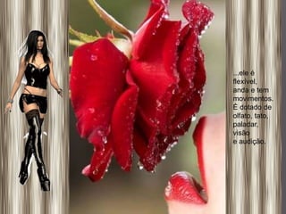 ...ele é
flexível,
anda e tem
movimentos.
É dotado de
olfato, tato,
paladar,
visão
e audição.
 