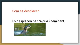 Com es desplacen
Es desplacen per l'aigua i caminant.
 