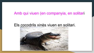 Amb qui viuen (en companyia, en solitari
Els cocodrils xinès viuen en solitari.
 
