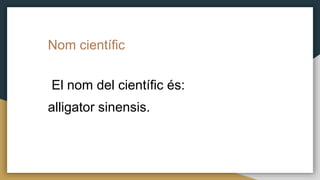 Nom científic
El nom del científic és:
alligator sinensis.
 