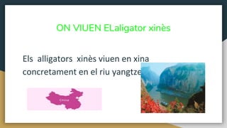 ON VIUEN ELaligator xinès
Els alligators xinès viuen en xina
concretament en el riu yangtze.
 