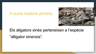 A quina espècie pertany
Els aligators xinès perteneixen a l’espècie
“alligator sinensis”.
 