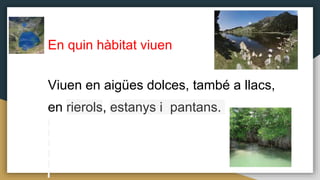En quin hàbitat viuen
Viuen en aigües dolces, també a llacs,
en rierols, estanys i pantans.
 