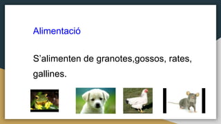 Alimentació
S’alimenten de granotes,gossos, rates,
gallines.
 