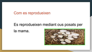 Com es reprodueixen
Es reprodueixen mediant ous posats per
la mama.
 