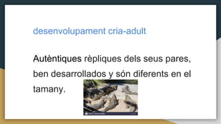 desenvolupament cria-adult
Autèntiques rèpliques dels seus pares,
ben desarrollados y són diferents en el
tamany.
 